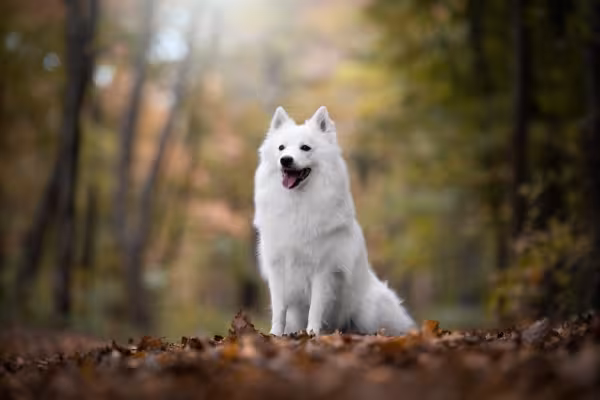 Spitz Alemão grande branco em floresta
