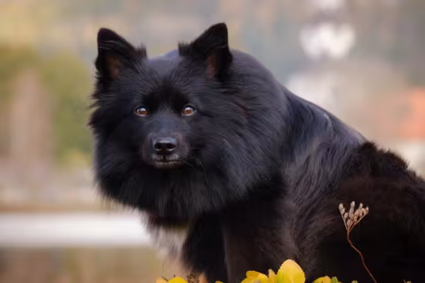 Spitz Alemão médio preto olhando para a câmera