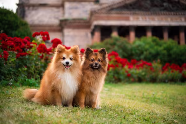 Dois Spitz Alemão dourado em um jardim com flores vermelhas ao fundo