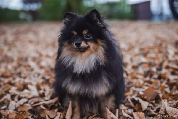 Spitz Alemão preto e marrom em cima de folhas secas de outono