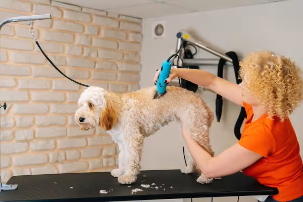 Tosa completa em cachorro