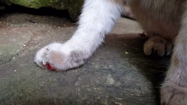 Machucado nas unhas do gato atrapalha o equilíbrio e a mobilidade