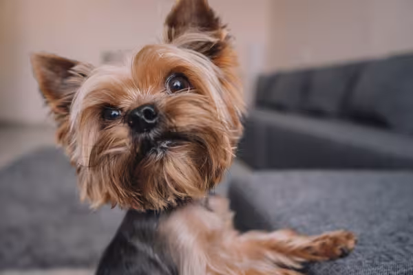 Yorkshire com patas em cima de sofá cinza