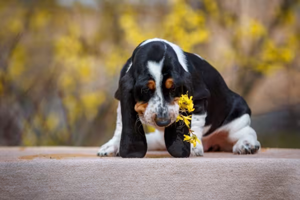 Filhote de Basset Hound com flor amarela na boca