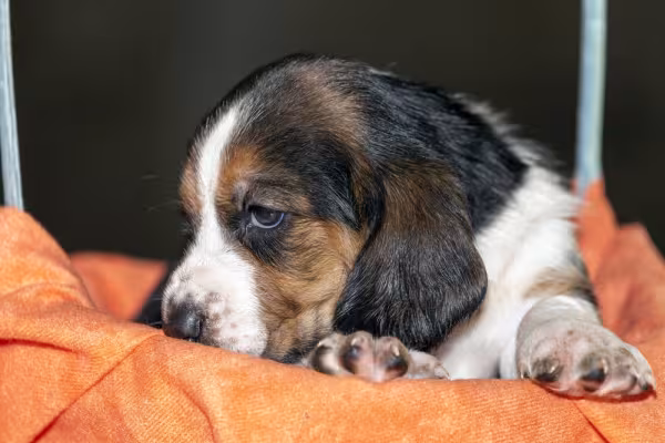 Basset Hound filhote deitado em uam caminha laranja