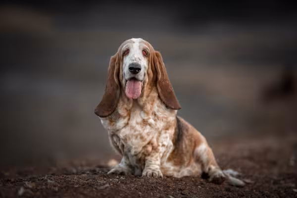Basset Hound branco e limão com a língua de fora