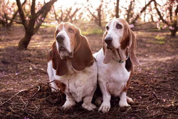 Dois Basset Hound juntos