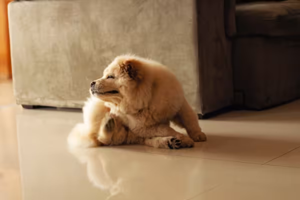 Coceira em cachorro filhote
