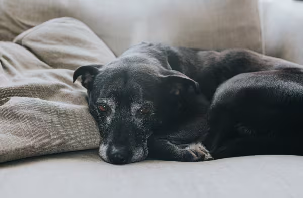 Cachorro preto cabisbaixo