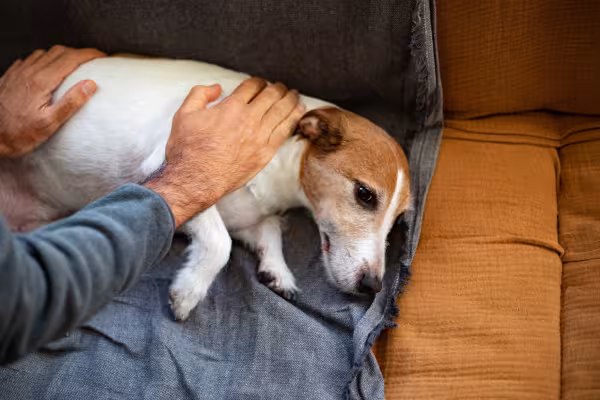Cachorro com giárdia em cães com inchaço abdominal