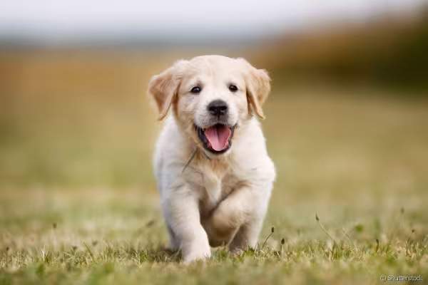 Golden Retriever filhote andando ao ar livre