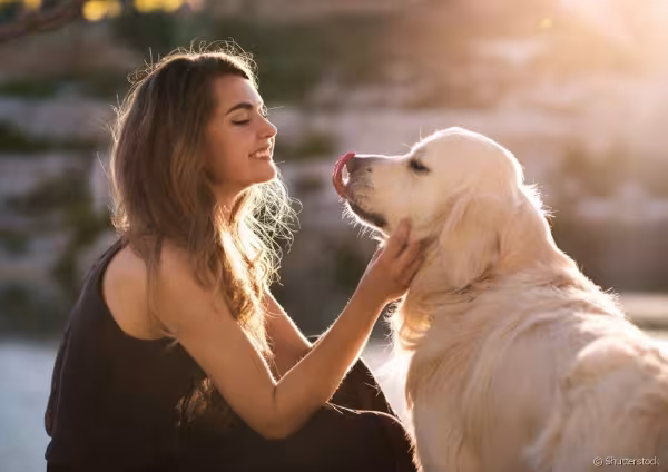 Golden Retriever recebendo carinho de mulher