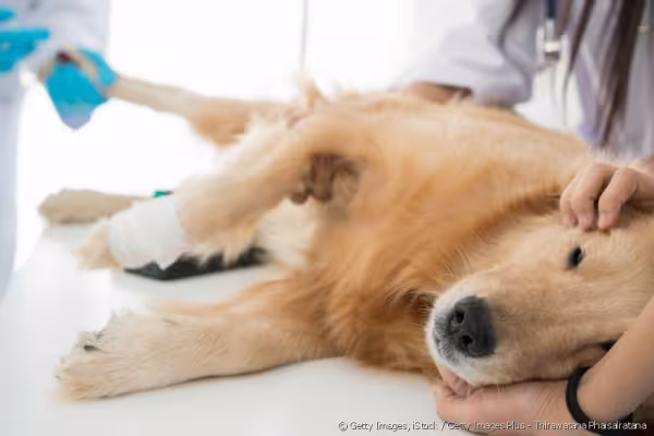 Golden Retriever sendo examinado por veterinário