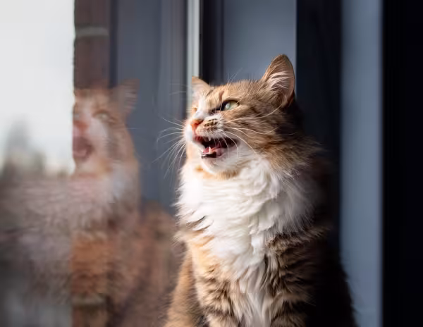 Gato peludo miando na janela de casa