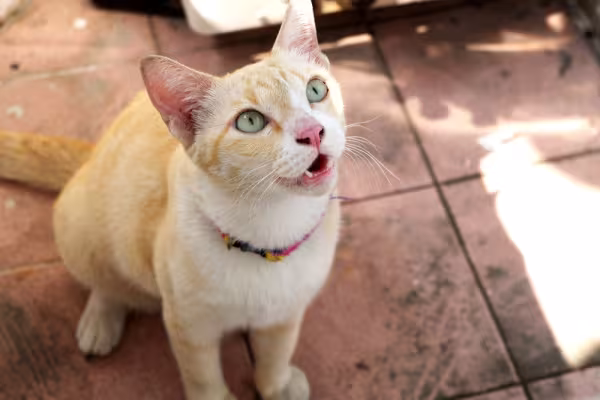 Gato branco e amarelo miando olhando para cima