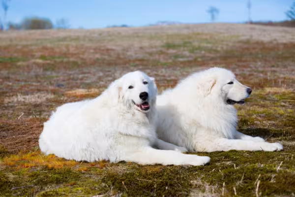 Os Maremanos são cães grandes com muita energia para gastar