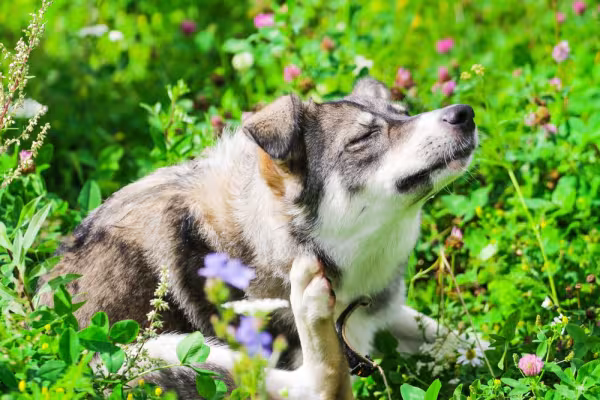 Cachorro se coçando no mato