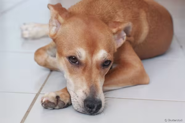 Vira-lata caramelo deitado com as patas cruzadas no chão