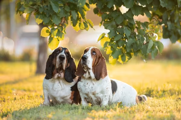 Dois cachorros Basset Hound juntos