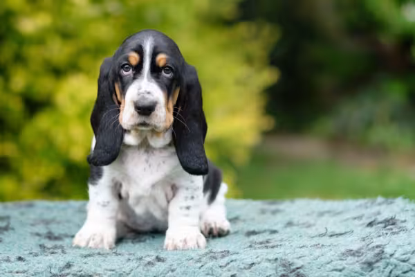 Basset Hound filhote