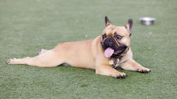 Bulldog Francês deitado na grama