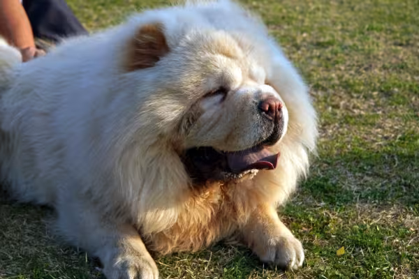 A ideia de que Chow Chow é perigoso está bem equivocada