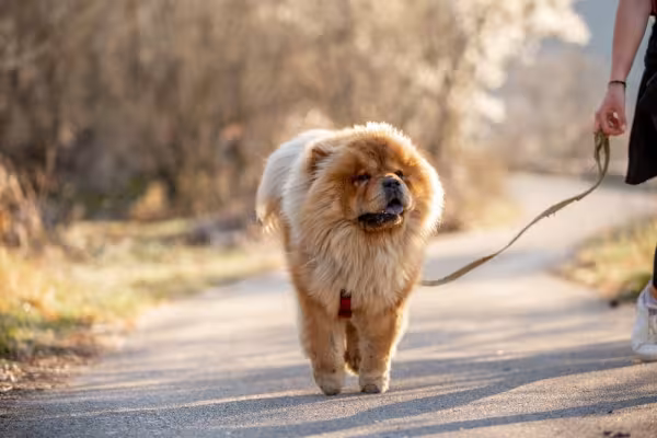 Passear com o Chow Chow faz toda a diferença na rotina da raça