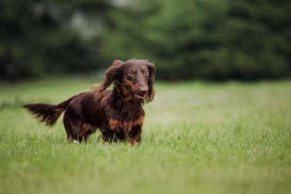 Dachshund passeando