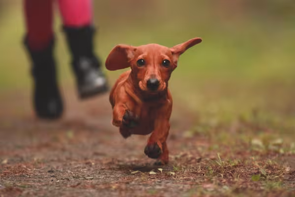 Dachshund correndo no parque