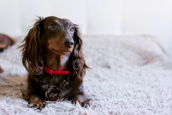 Os Dachshunds são cãopanheiros muito fiéis dos humanos