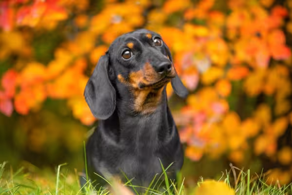 Salsichinha: cachorro precisa de atenção com a coluna