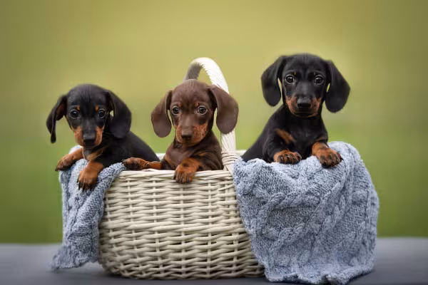 Filhote de Dachshund: preço varia de acordo com o tipo