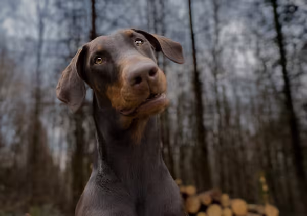Doberman olhando para a câmera