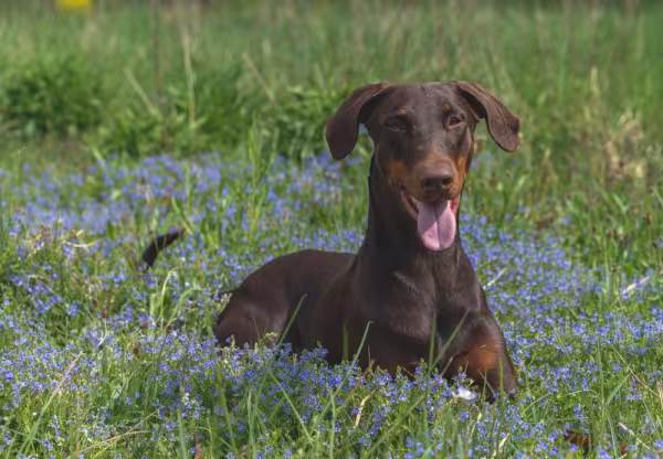 Doberman com a boca aberta e língua de fora