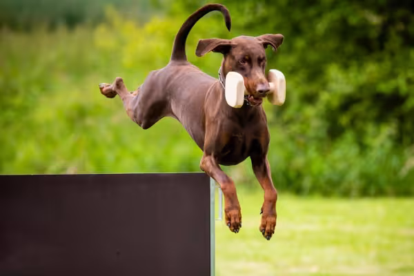 Doberman carregando peso com a boca enquanto pula