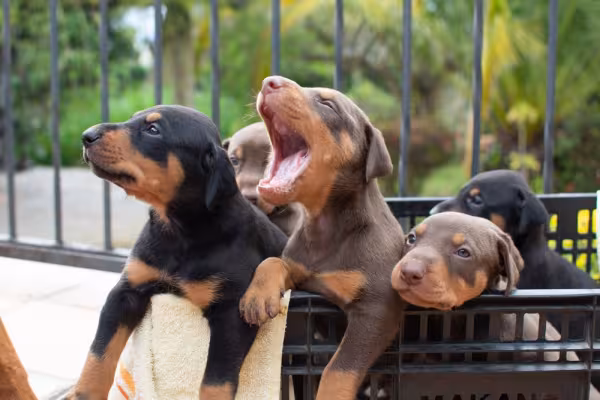 Filhotes de Doberman dentro de cesto