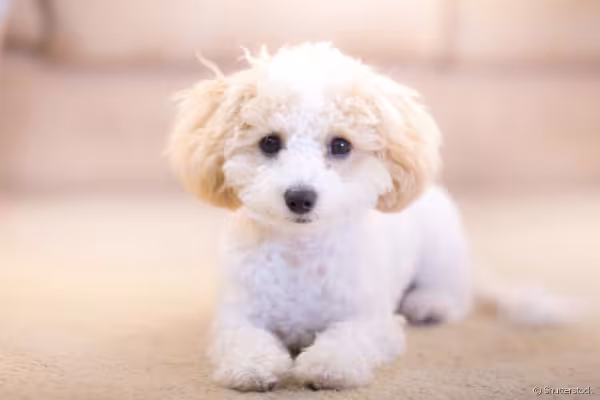 Filhote de Poodle branco
