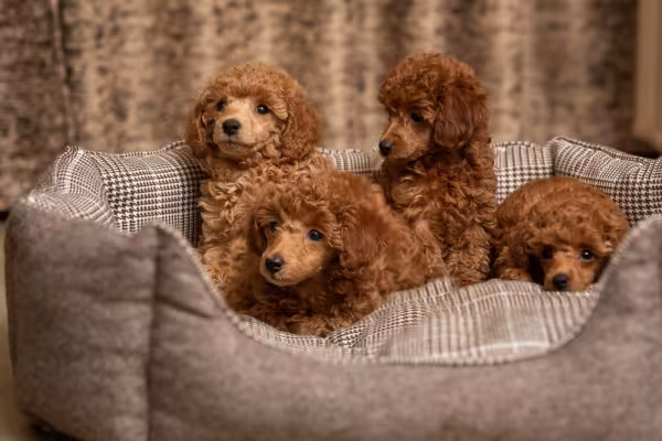 Quatro filhotes de Poodle marrons