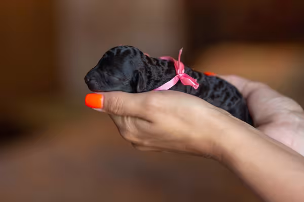 Filhote de Poodle preto pelo liso