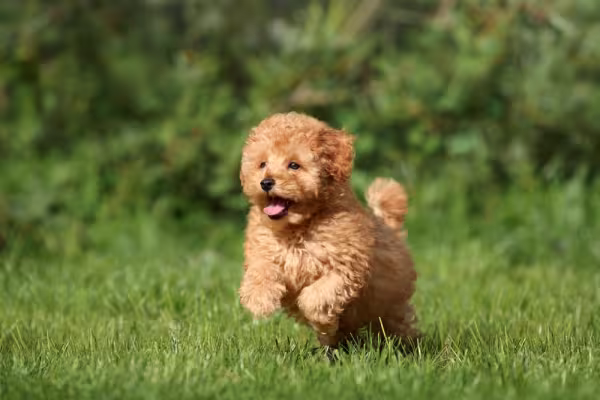 Filhote de Poodle marrom ao ar livre