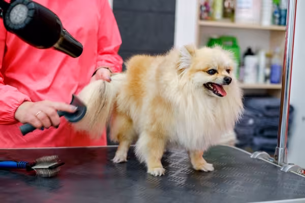 O cachorro Lulu da Pomerânia precisa de banho e tosa regular