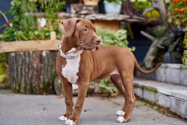 Pitbull filhote ou adulto é muito companheiro