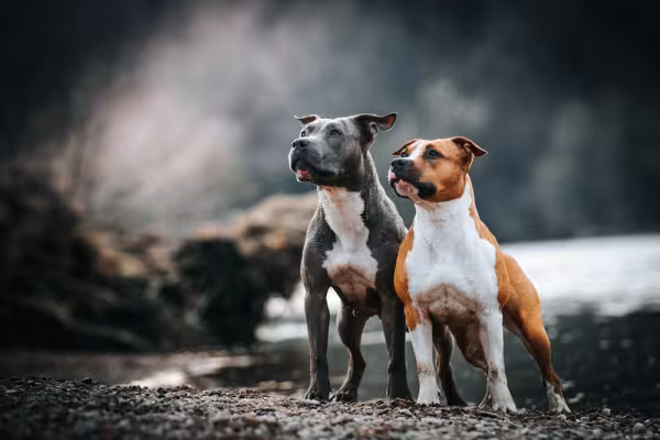 O cachorro Pitbull deve aprender a dividir o espaço com outros cães