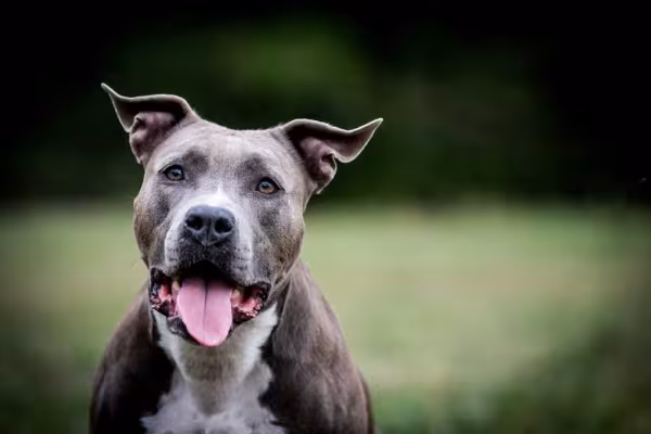 O Pitbull tem muita energia para brincar e passear