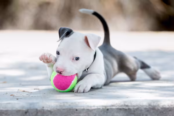 O olhar de Pitbull filhote é capaz de encantar qualquer um