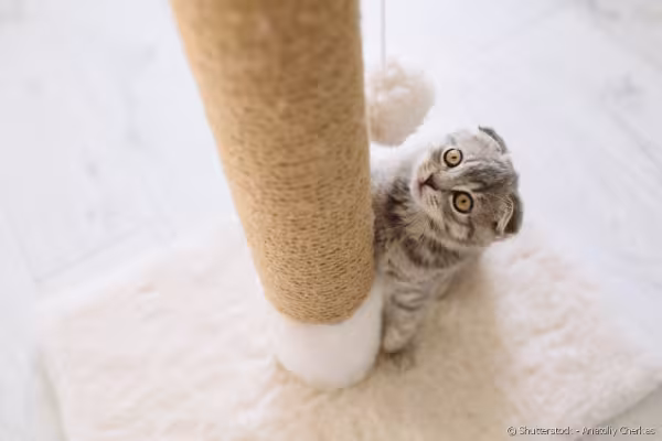 Gato cinza se apoiando no arranhador para gatos tipo poste