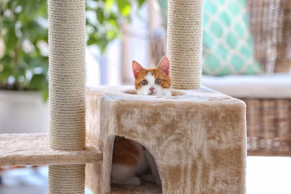 Gato laranja e branco dentro de casinha do arranhador