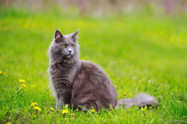 Maine Coon cinza