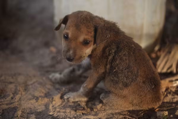 míiase em cachorro