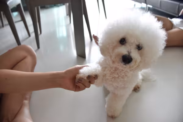Bichon Frisé dando a patinha